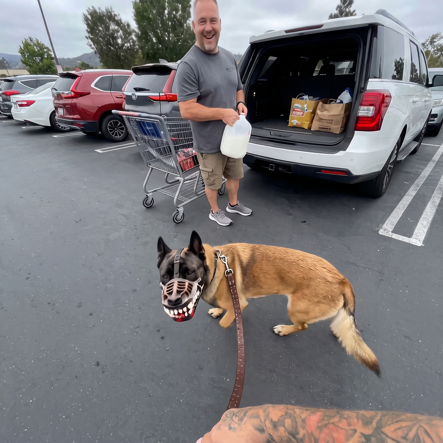 Belgian Malinois wearing the muzzle in a parking lot
